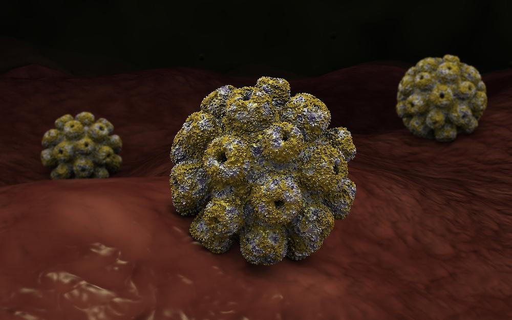 Представитель Семейства Polyomaviridae